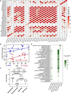 Molecular differences in brain regional vulnerability to aging between males and females